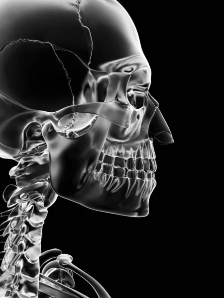 Medical Illustration Skull Neck — Stock Photo, Image