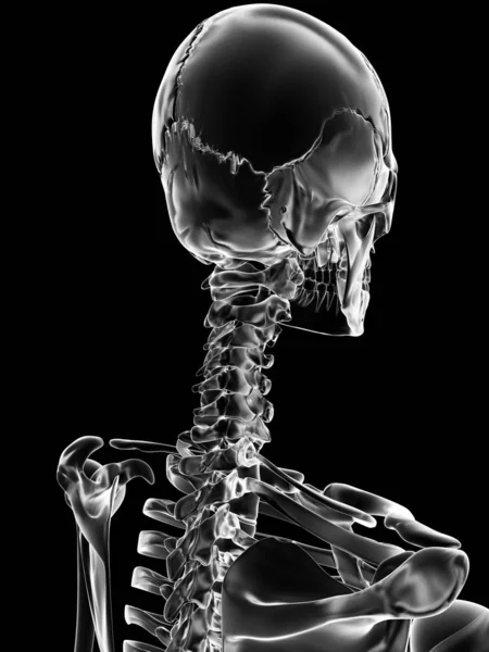 颅骨和颈部的医学说明 — 图库照片