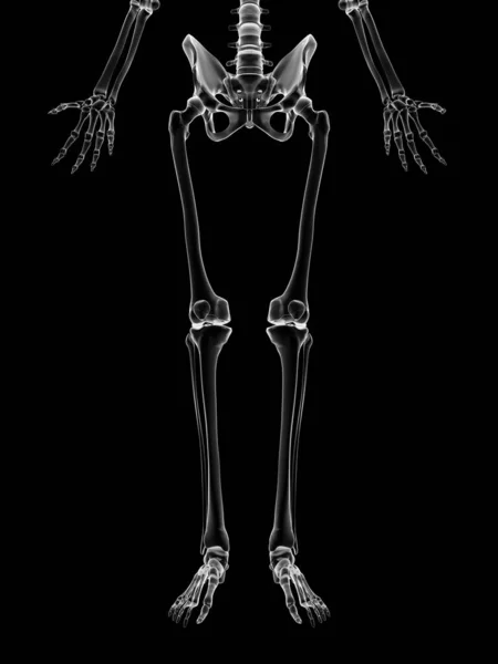 足の骨の医療イラスト — ストック写真