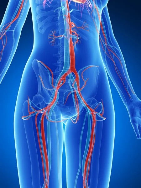 3D演示了女性血管系统 — 图库照片
