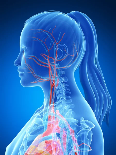 Rendered Illustration Female Vascular System — Stock Photo, Image