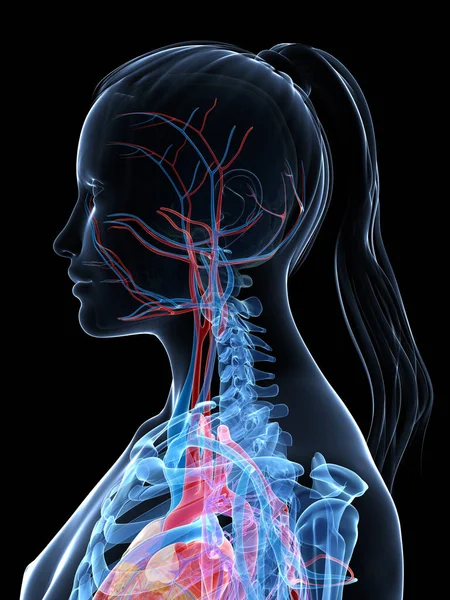Rendered Illustration Female Vascular System — Stock Photo, Image