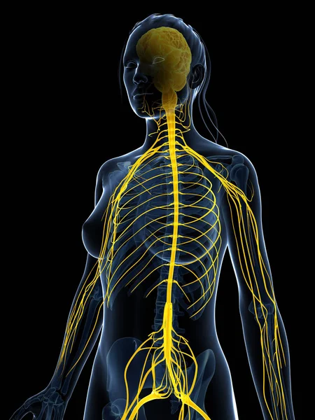Ілюстрація Жіночої Нервової Системи — стокове фото