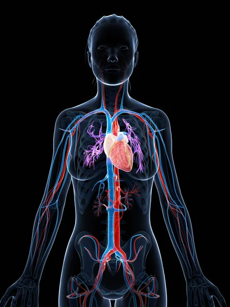 Ilustración Renderizada Del Sistema Vascular Femenino —  Fotos de Stock