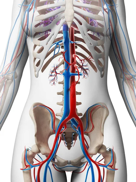 Rendered Illustration Female Vascular System — Stock Photo, Image