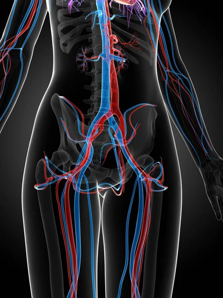 Weergegeven Illustratie Van Het Vrouwelijke Vasculaire Systeem — Stockfoto