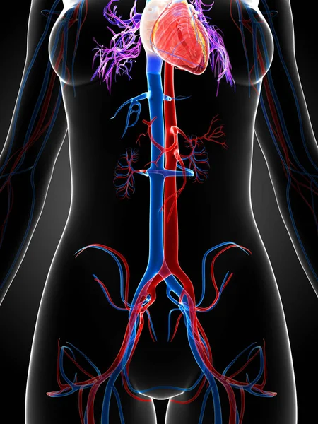 Ilustración Renderizada Del Sistema Vascular Femenino — Foto de Stock