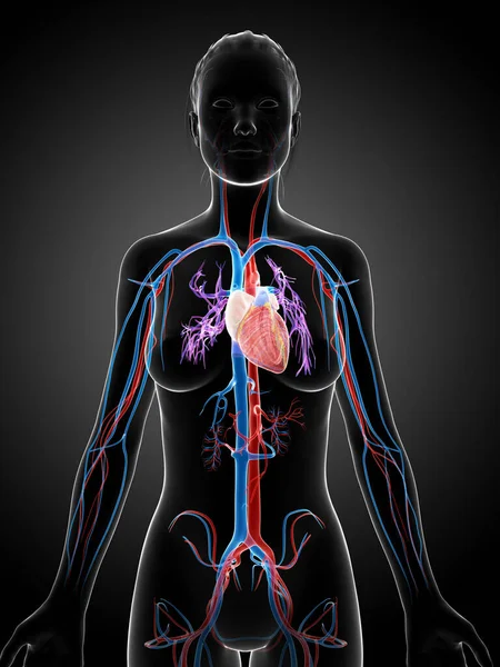 女性の血管系の3Dレンダリングイラスト — ストック写真