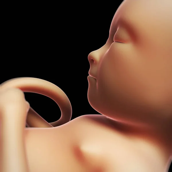 Renderowane Ilustracja Ludzki Płód — Zdjęcie stockowe