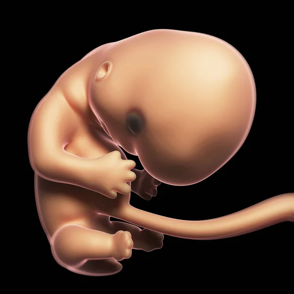 人間の胎児の月2の3Dレンダリングイラスト — ストック写真