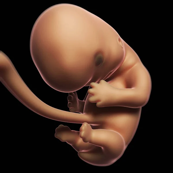 Rendered Illustration Human Fetus Month — Stock Photo, Image