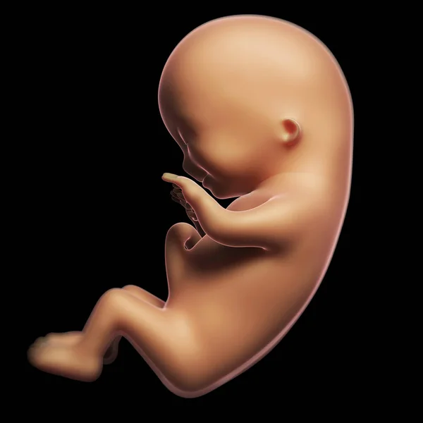 Rendered Illustration Human Fetus Month — Stock Photo, Image