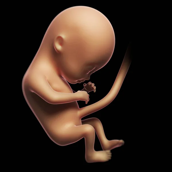 Rendered Illustration Human Fetus Month — Stock Photo, Image