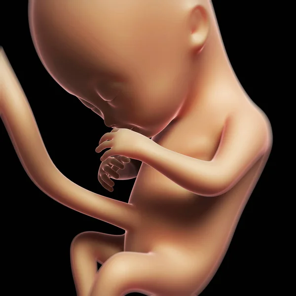 3D演示人类胎儿月4 — 图库照片