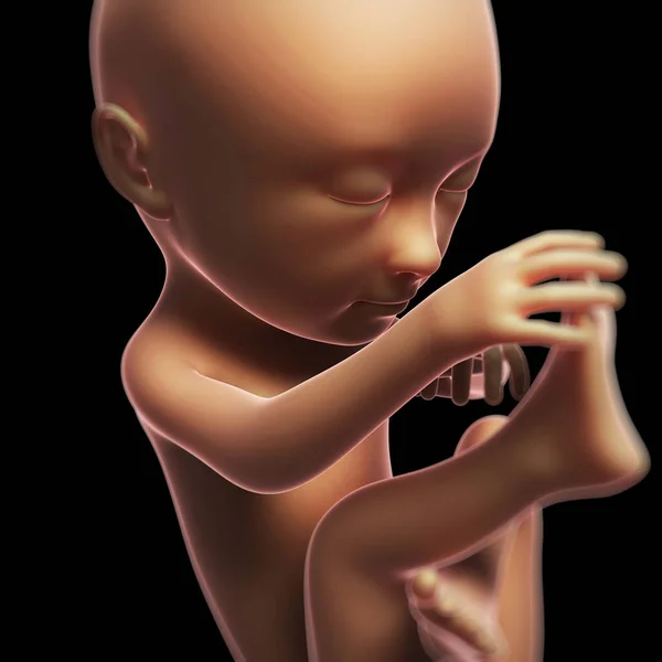 人間の胎児の月の3Dレンダリングイラスト7 — ストック写真
