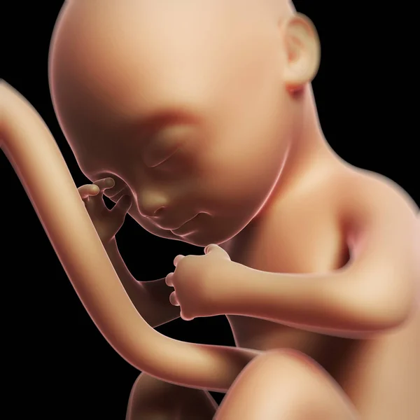人間の胎児の月の3Dレンダリングイラスト6 — ストック写真