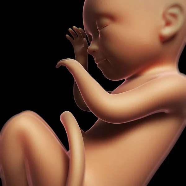 Rendered Illustration Human Fetus Month — Stock Photo, Image