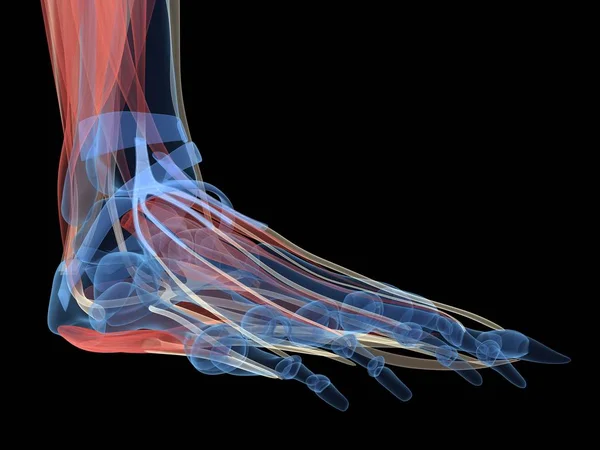 Трехмерная Иллюстрация Человеческой Ноги — стоковое фото