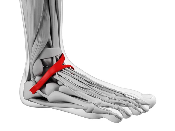 Konzept Der Anatomischen Farbdarstellung — Stockfoto