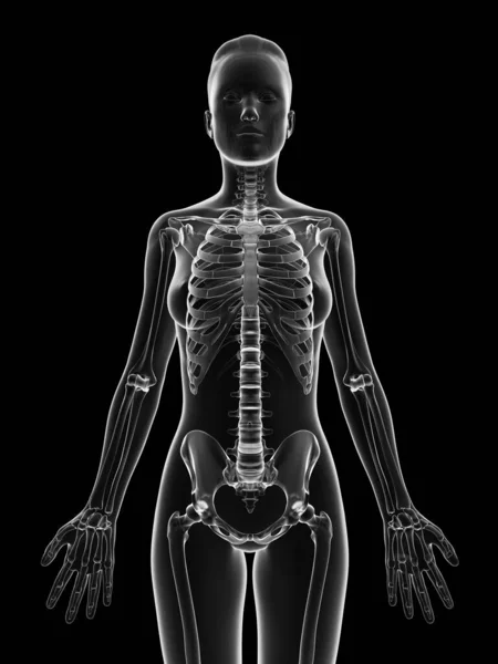 Прозорий Жіночий Скелет Верхнє Тіло — стокове фото