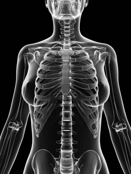 Esqueleto Femenino Transparente Tórax — Foto de Stock