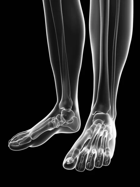 Transparent Female Skeleton Foot Bones — Stock Photo, Image