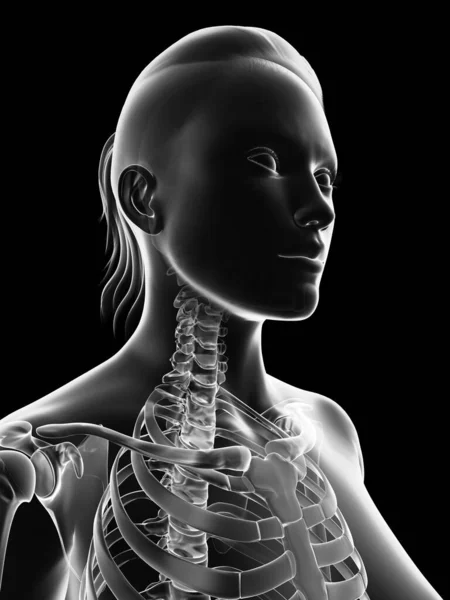 Genomskinligt Kvinnligt Skelett Hals — Stockfoto