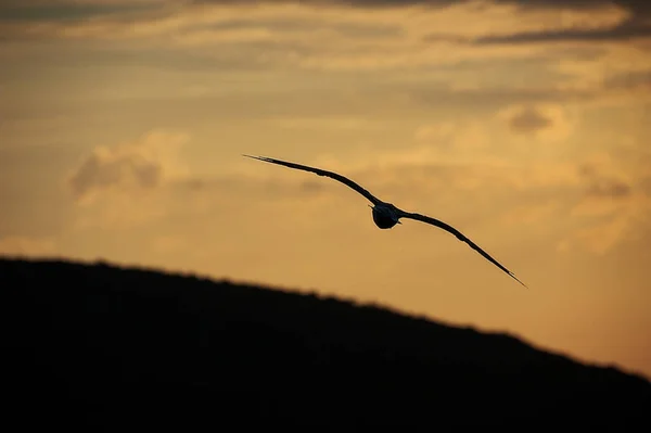 Martı Gece Karanlığında Deniz Seviyesinin Üzerinde Uçan Kuş — Stok fotoğraf