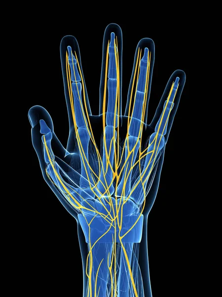 Weergegeven Illustratie Van Menselijke Hand Zenuwen — Stockfoto