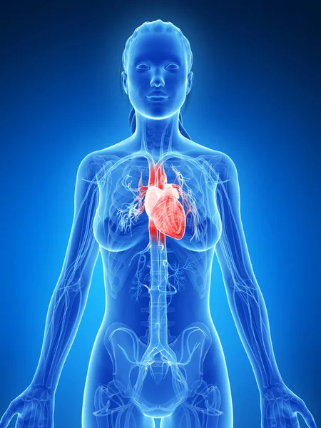 3D展示了女性的心脏 — 图库照片
