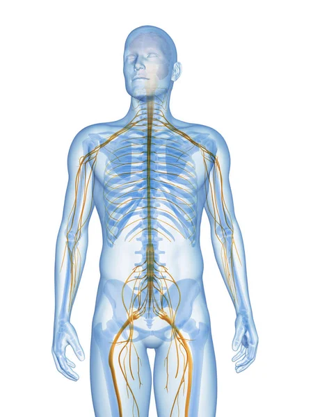 Rendered Illustration Male Nervous System — Stock Photo, Image