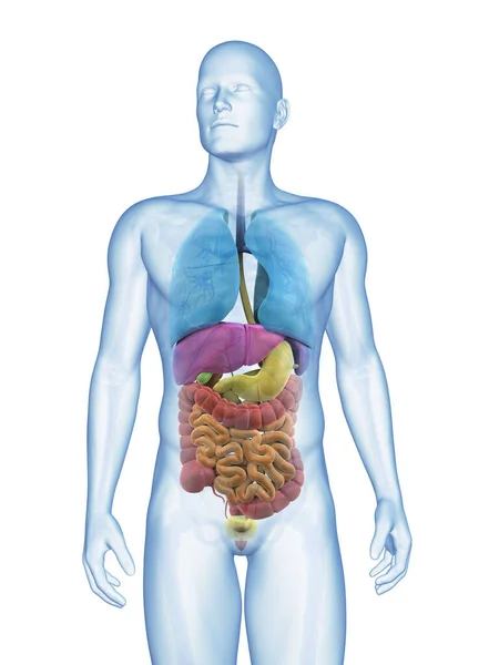 Rendered Illustration Male Organs — Stock Photo, Image