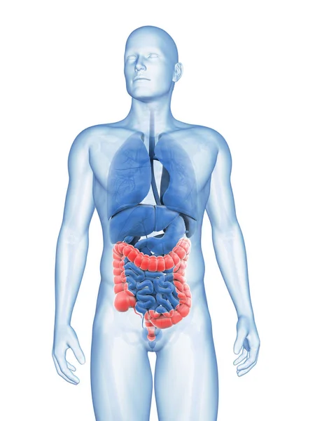 Reso Illustrazione Del Colon Maschile — Foto Stock