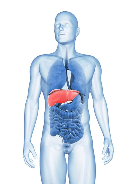 男性肝臓の レンダリングされた図 — ストック写真