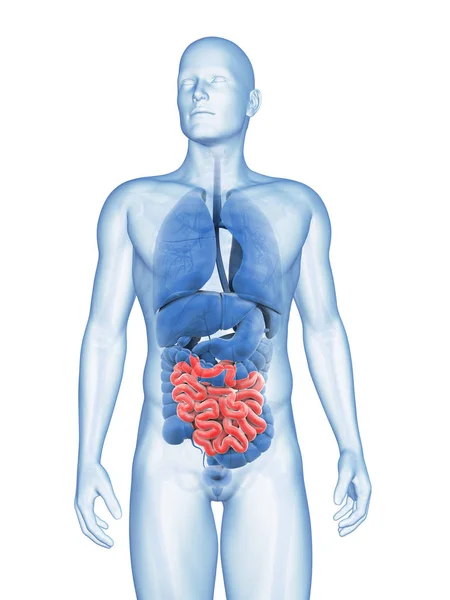3Dレンダリングされた男性の小さな腸のイラスト — ストック写真