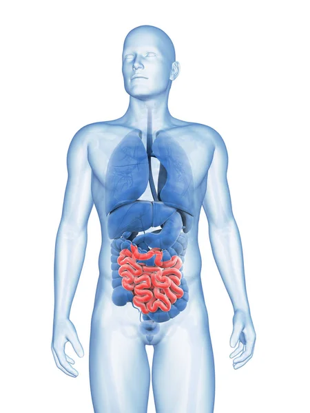 Ілюстрація Чоловічої Тонкої Кишки — стокове фото