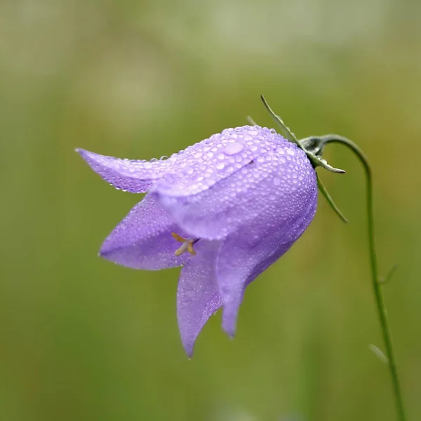 Harebell Campanario Hoja Redonda — Foto de Stock