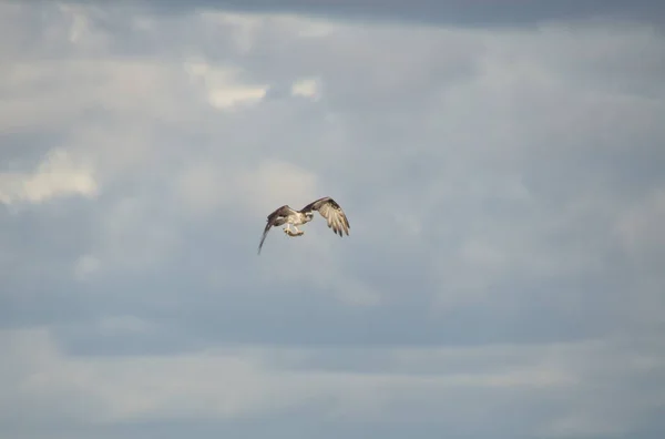 Vista Panorámica Del Hermoso Pájaro Águila Pescadora — Foto de Stock