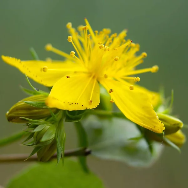 Echtes Johanniskraut Äkta Johannesört — Stockfoto