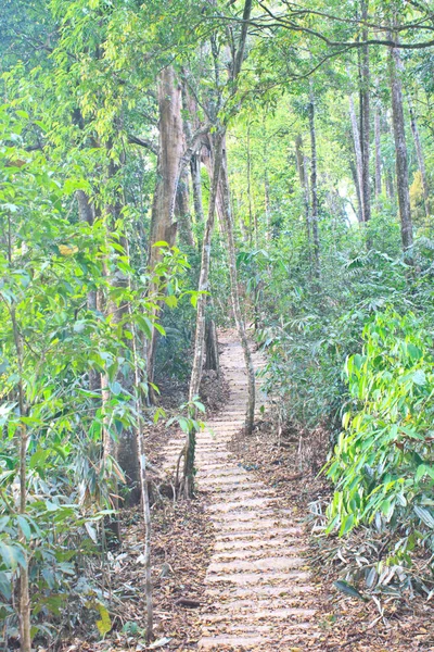 Escadaria Para Selva Parque Nacional Tailândia — Fotografia de Stock