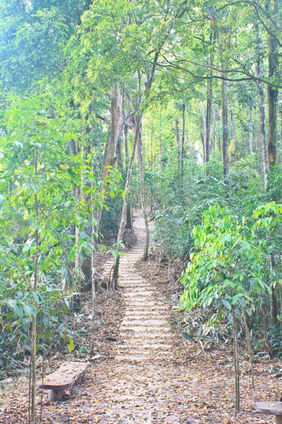 Treppe Zum Dschungel Nationalpark Thailand — Stockfoto