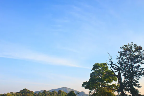 Зеленый Лес Голубое Небо Фон — стоковое фото