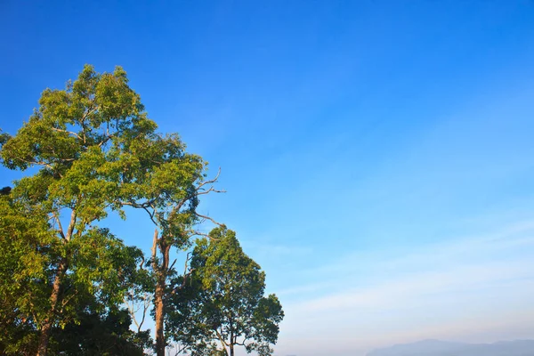 Groen Bos Blauwe Lucht Achtergrond — Stockfoto