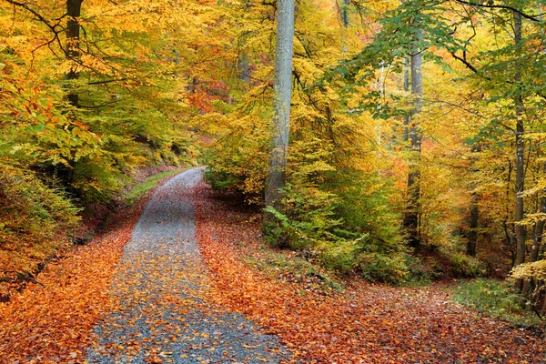 Feuilles Forêt Automne Flore Saison Automne — Photo