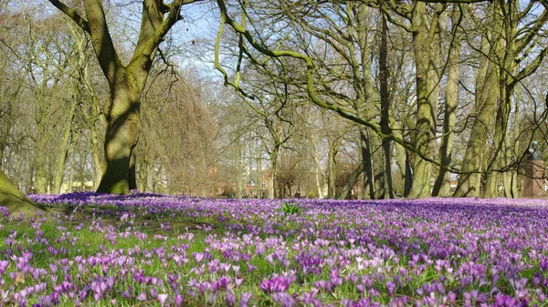 Crocus Flowers Spring Flora — Stock Photo, Image