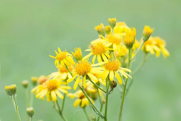 緑の背景に黄色の花 — ストック写真