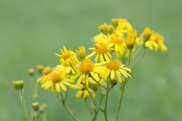 Gele Bloemen Een Groene Achtergrond — Stockfoto