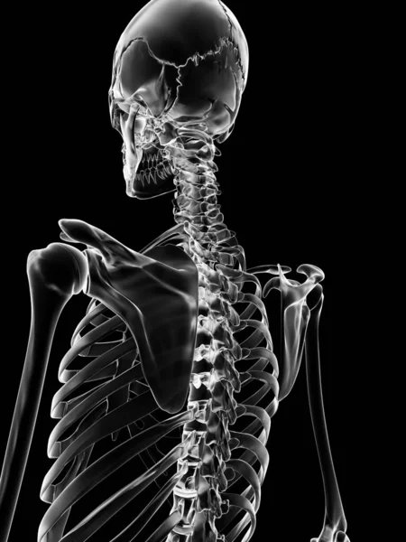 Medical Illustration Skeletal Back — Stock Photo, Image