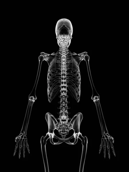 Medical Illustration Skeletal Back — Stock Photo, Image