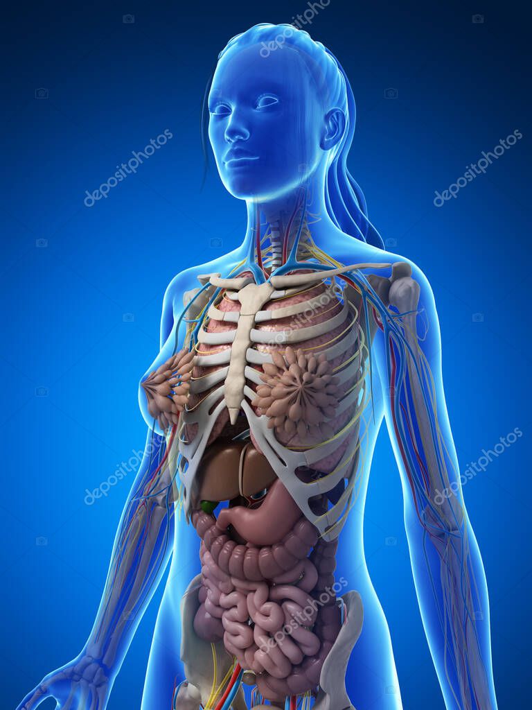 организм человека. тело человека анатомия. как выглядит самый совершенный организм. как выглядит самый совершенный организм. 3d анатомия человека oldsoft.